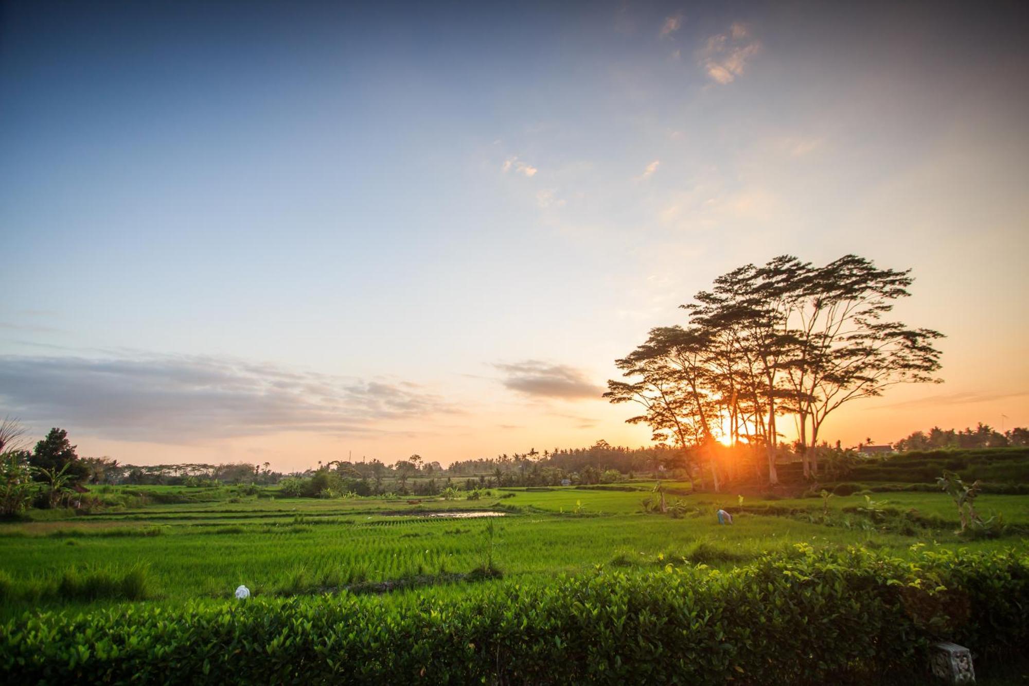 Griya Kcb Villa Ubud Exteriér fotografie